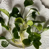 Multiple Anubias Hastifolia plants with heart-shaped leaves and white roots displayed on decorative white plate