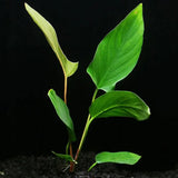 Anubias Hastifolia growing in dark aquarium substrate showing tall spear-shaped leaves against black background