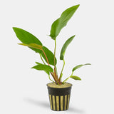 Anubias Hastifolia x-large live aquarium plant with broad arrow-shaped green leaves on white background