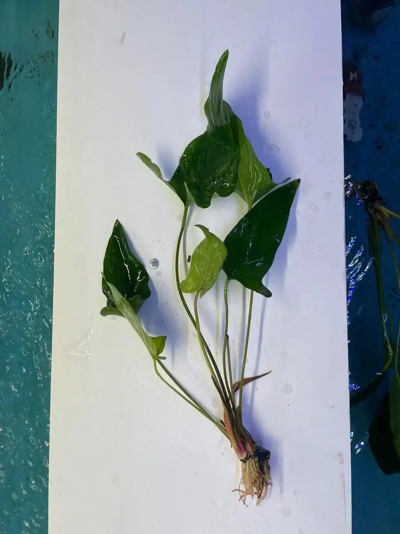 Anubias Hastifolia plant with arrow-shaped leaves and visible roots laid flat on white surface near water