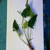 Anubias Hastifolia plant with arrow-shaped leaves and visible roots laid flat on white surface near water