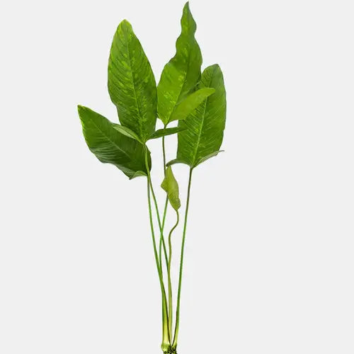 Anubias Hastifolia x-large with tall lance-shaped bright green leaves on white background