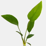 Close-up of Anubias Hastifolia leaves showing broad oval shape and vivid green color on white background