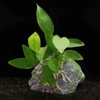 Anubias Hastifolia attached to rock with roots visible, growing in aquarium substrate against black background