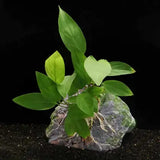 Anubias Hastifolia attached to rock with roots visible, growing in aquarium substrate against black background