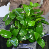 Close-up of Anubias Nana Petite thick oval leaves showing dark green color and leaf veining