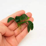 Anubias Nana Petite attached to driftwood in a low-light freshwater planted aquarium