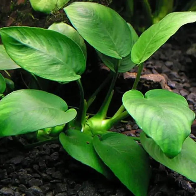 Anubias Nana Petite plant with visible rhizome and roots on white background