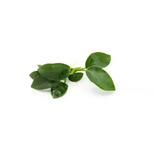 Anubias Nana Petite growing as a nano tank foreground plant attached to rock