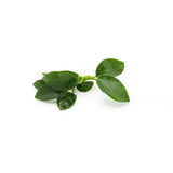 Anubias Nana Petite growing as a nano tank foreground plant attached to rock