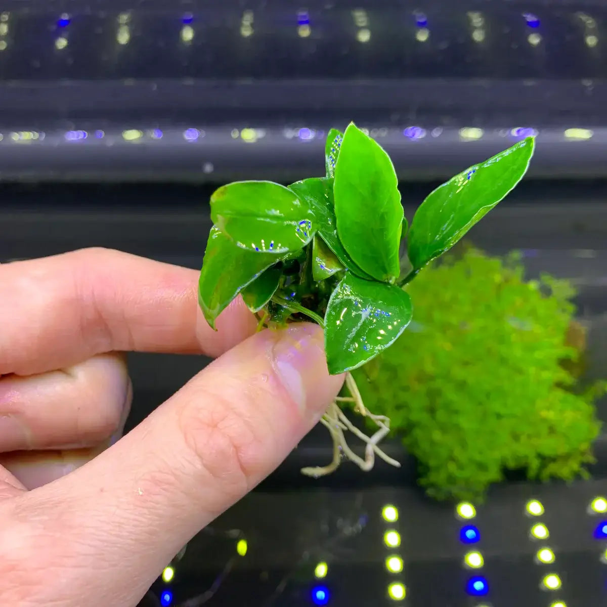 Multiple Anubias Nana Petite plants showing compact growth habit for small aquariums