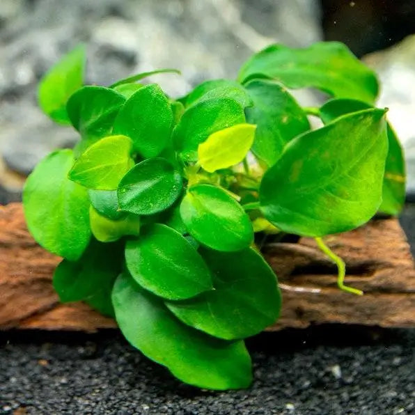 Anubias Nana Petite close-up showing small rounded leaf shape and rhizome structure