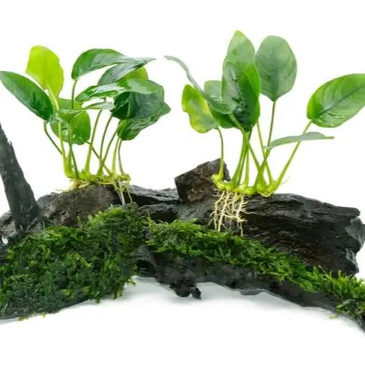 Anubias Nana Petite planted in aquascape with hardscape rocks and dark substrate