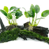 Anubias Nana Petite planted in aquascape with hardscape rocks and dark substrate
