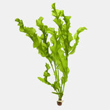 Aponogeton Ulvaceus bulb plant with wavy translucent leaves on white background