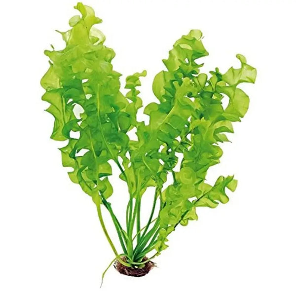 Close-up of Aponogeton Ulvaceus leaf showing wavy translucent light green texture