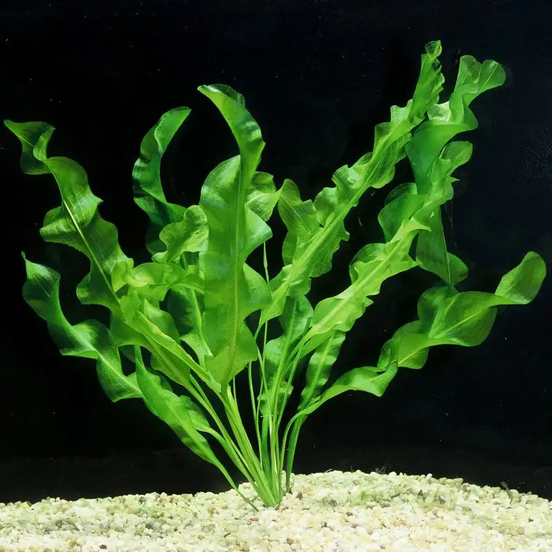 Aponogeton Ulvaceus bulb and root structure shown on white background