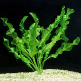 Aponogeton Ulvaceus bulb and root structure shown on white background