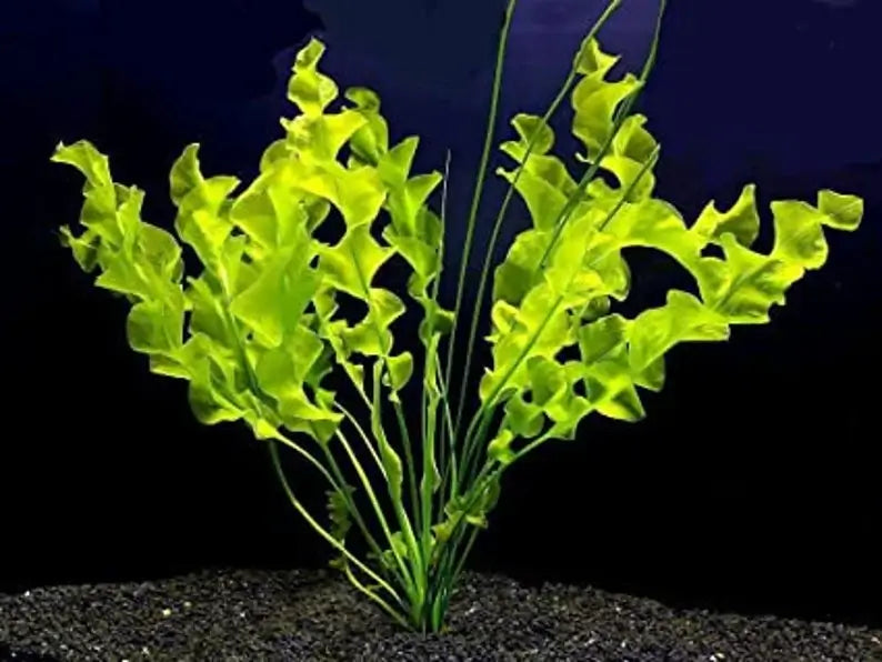 Aponogeton Ulvaceus centerpiece plant growing in a freshwater planted aquarium or pond