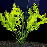Aponogeton Ulvaceus centerpiece plant growing in a freshwater planted aquarium or pond