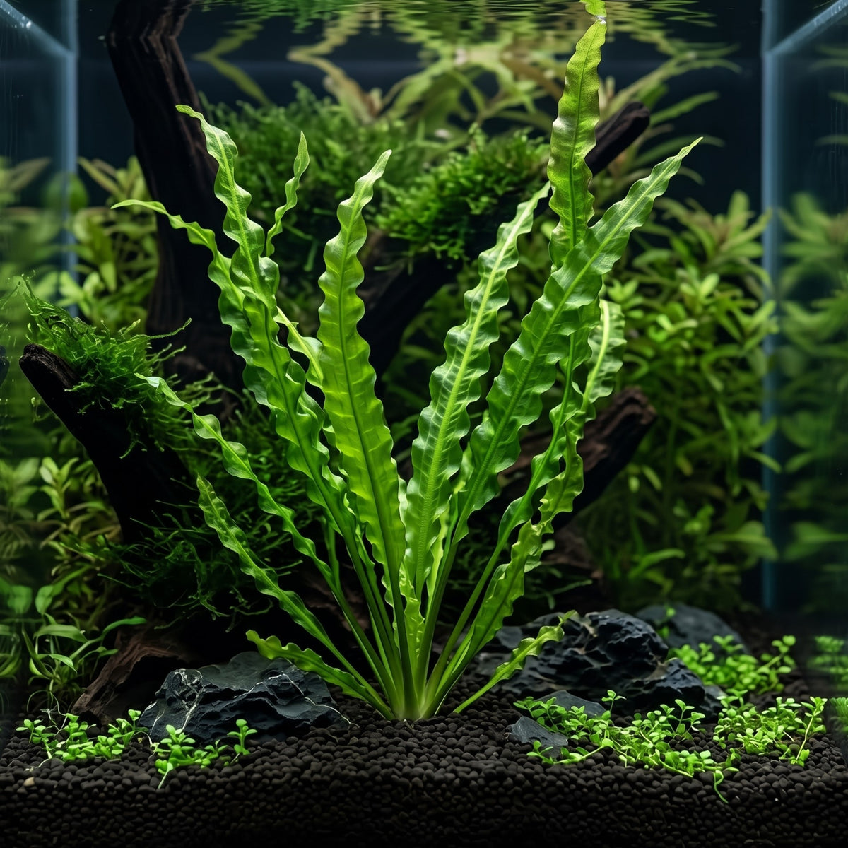 Aponogeton crispus — Crinkled Sword (Ruffled Sword)