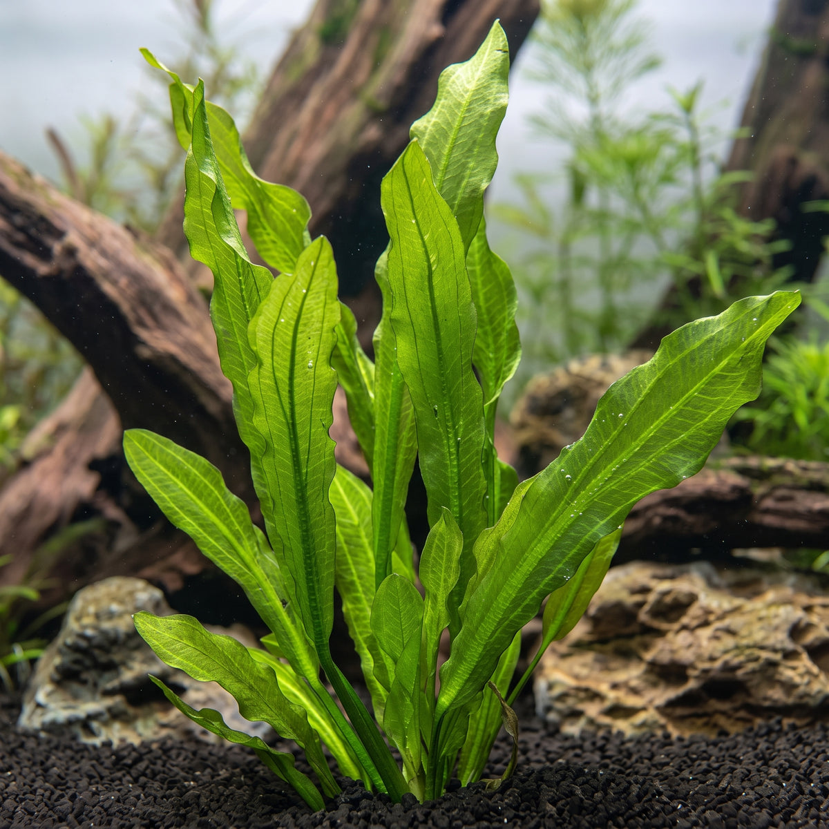 Aponogeton crispus — Crinkled Sword (Ruffled Sword)