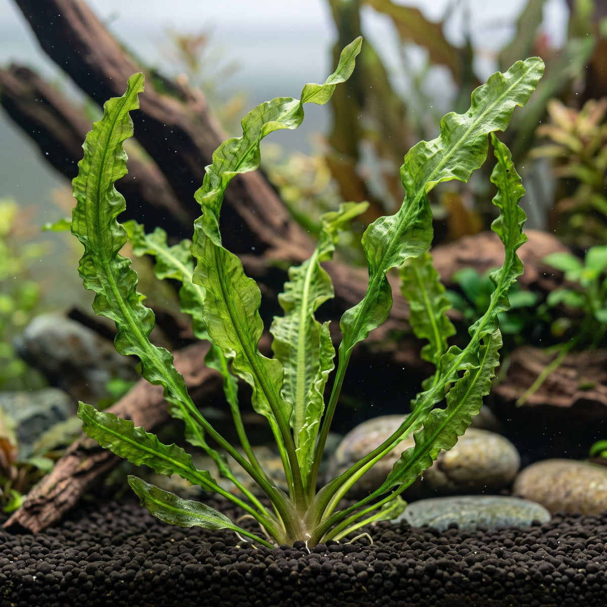 Aponogeton crispus — Crinkled Sword (Ruffled Sword)