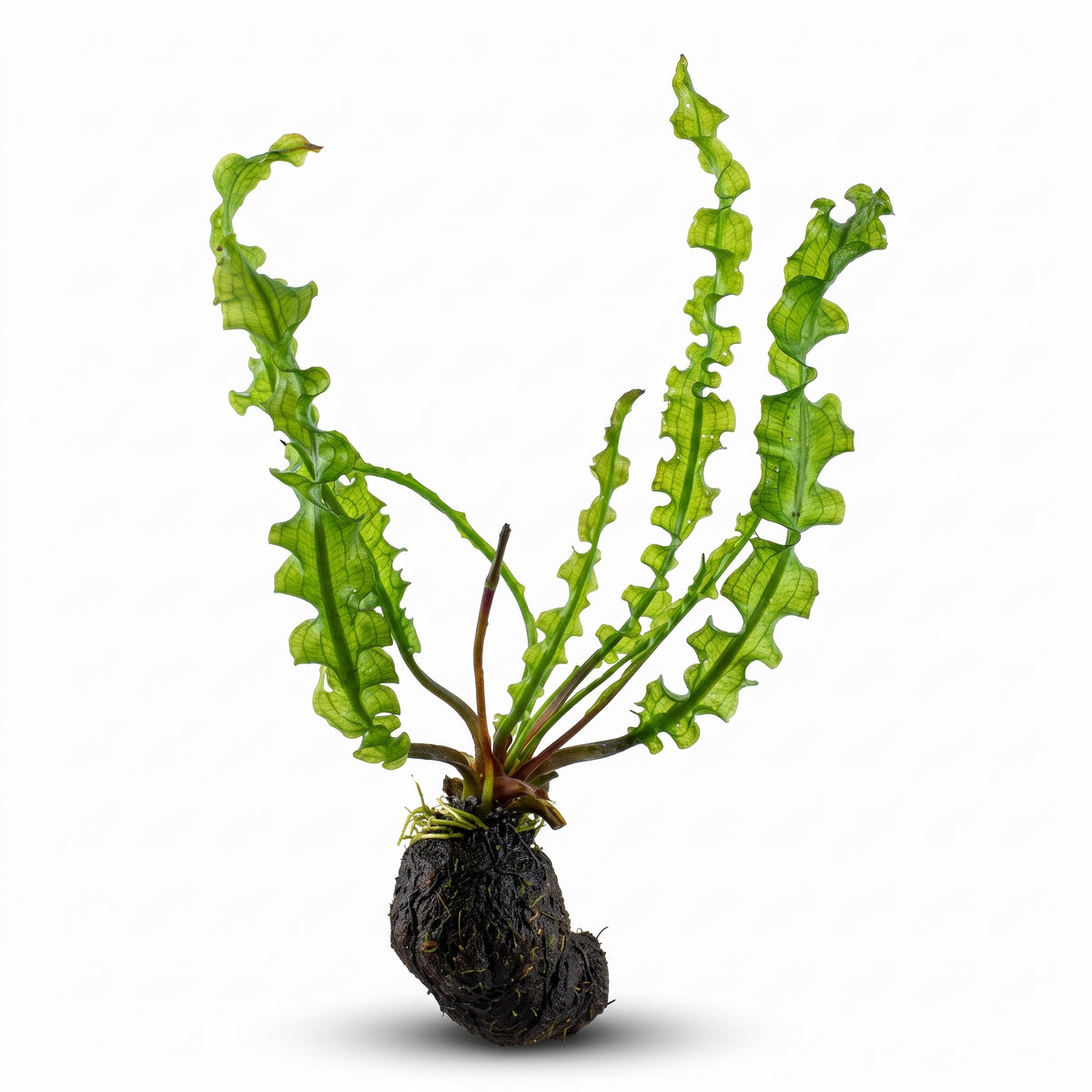Aponogeton crispus — Crinkled Sword (Ruffled Sword)