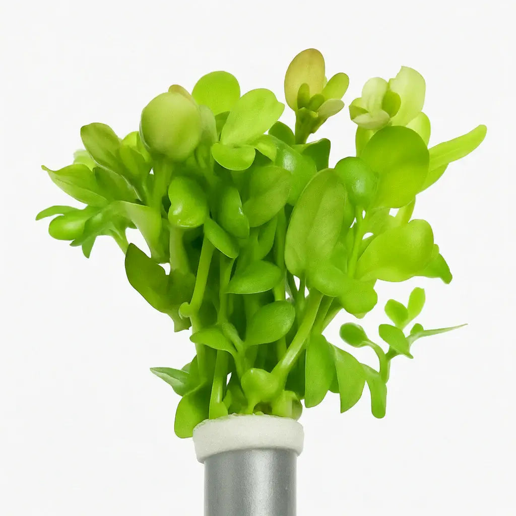 Bacopa Caroliniana Lemon Bacopa bundle of stems on white background, live aquarium plant for freshwater tanks
