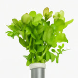 Bacopa Caroliniana Lemon Bacopa bundle of stems on white background, live aquarium plant for freshwater tanks