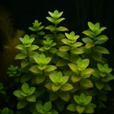 Close-up of Bacopa Caroliniana thick green succulent-like leaves against dark aquarium background