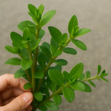 Hand holding a bundle of Bacopa Caroliniana stems ready for planting in a freshwater aquarium