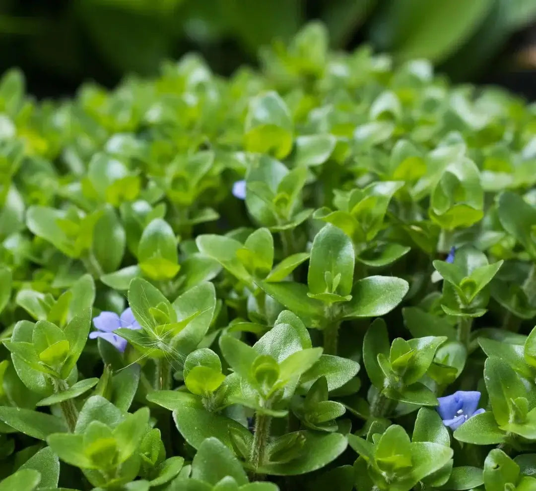 Bacopa Caroliniana Lemon Bacopa close-up showing small blue flower blooming among green leaves