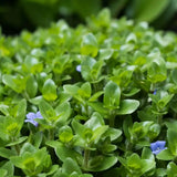 Bacopa Caroliniana Lemon Bacopa close-up showing small blue flower blooming among green leaves