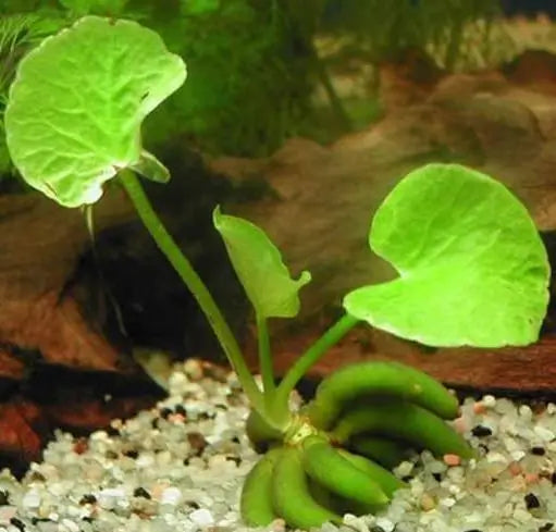 Banana Lily plant growing in aquarium substrate with tubers rooted below leaves