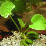 Banana Lily plant growing in aquarium substrate with tubers rooted below leaves