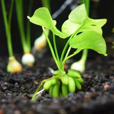 Banana Lily Plant [Nymphoides Aquatica]
