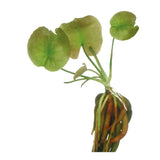 Banana Lily Nymphoides Aquatica mature plant showing multiple banana-shaped tubers
