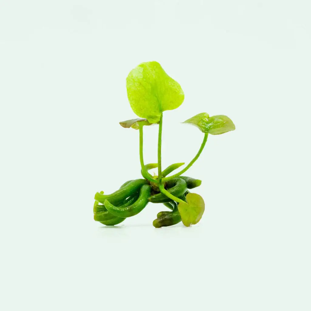 Banana Lily plant with surface leaves and submerged tubers in a freshwater aquascape