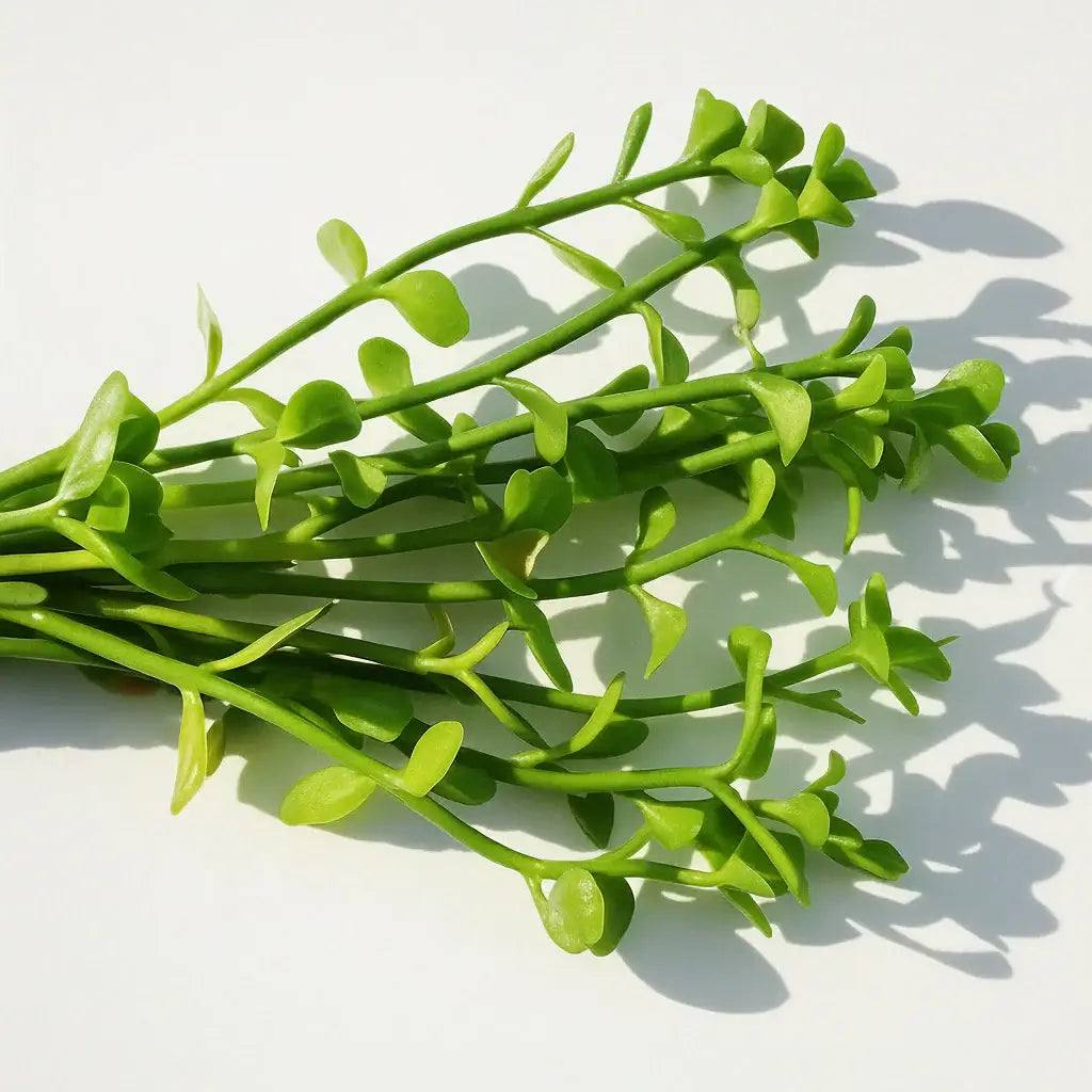 Brahmi Bacopa Monnieri Moneywort bundle of stems with round succulent leaves on white background