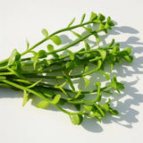 Brahmi Bacopa Monnieri Moneywort bundle of stems with round succulent leaves on white background