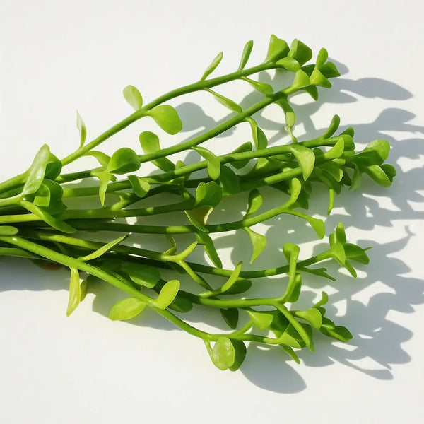 Brahmi-Bacopa Monnieri Moneywort
