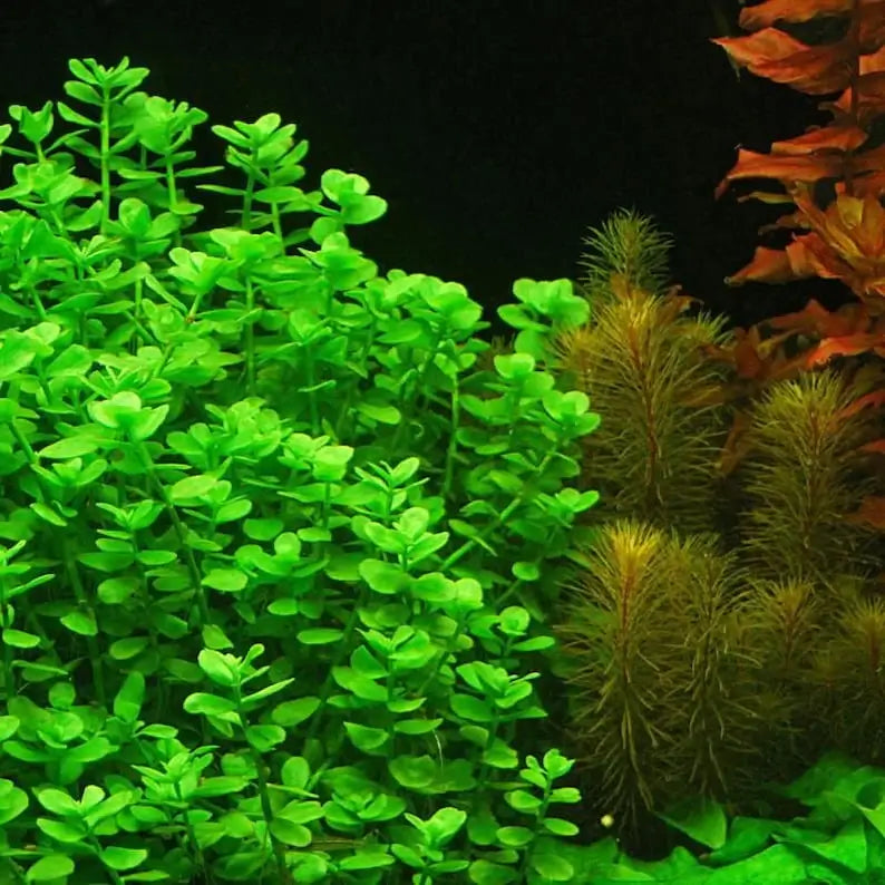 Close-up of Bacopa Monnieri thick round green leaves growing along a stem