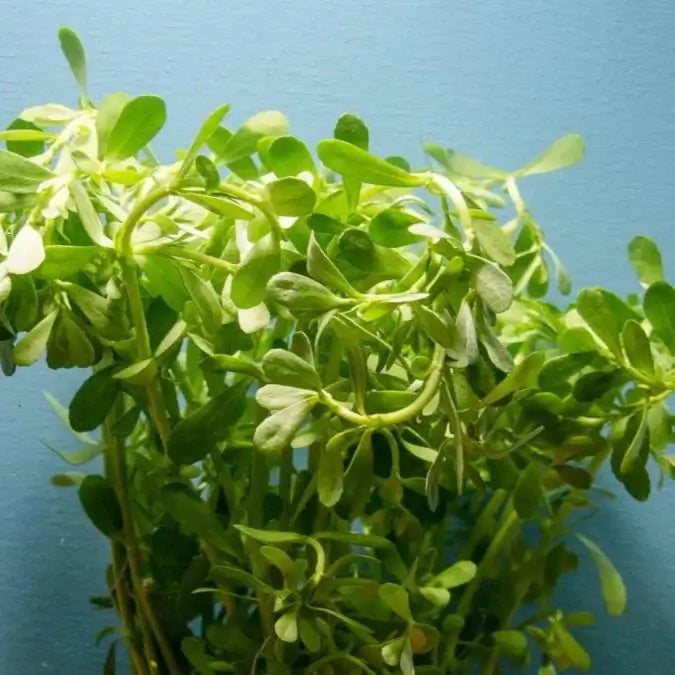Bacopa Monnieri Moneywort stem plant growing in a freshwater planted aquarium midground