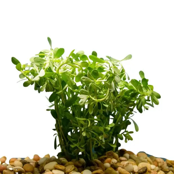 Bacopa Monnieri bundle showing dense leaf spacing for easy beginner aquarium planting