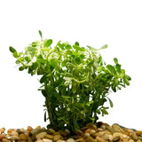 Bacopa Monnieri bundle showing dense leaf spacing for easy beginner aquarium planting