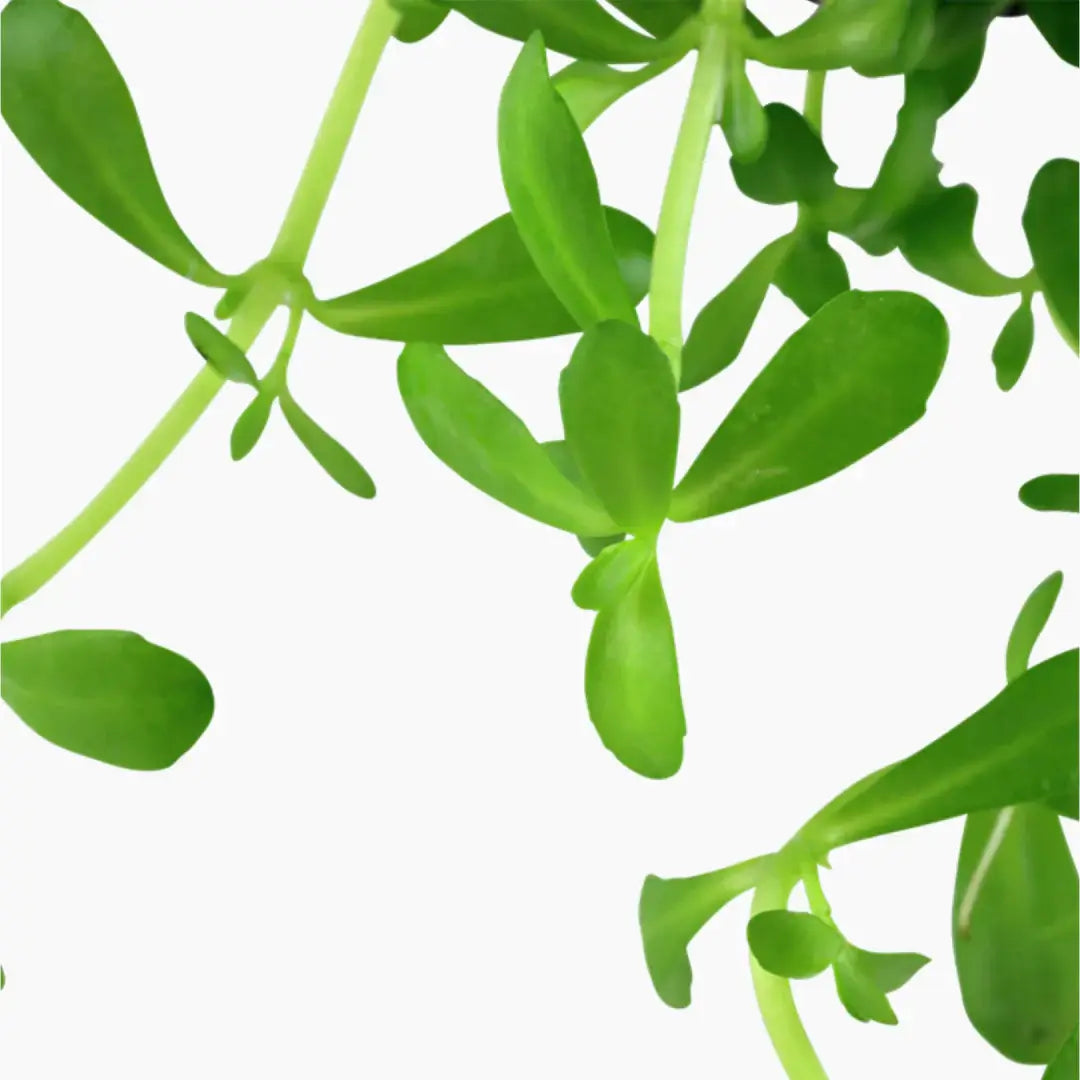 Bacopa Monnieri Moneywort root structure visible on white background before planting