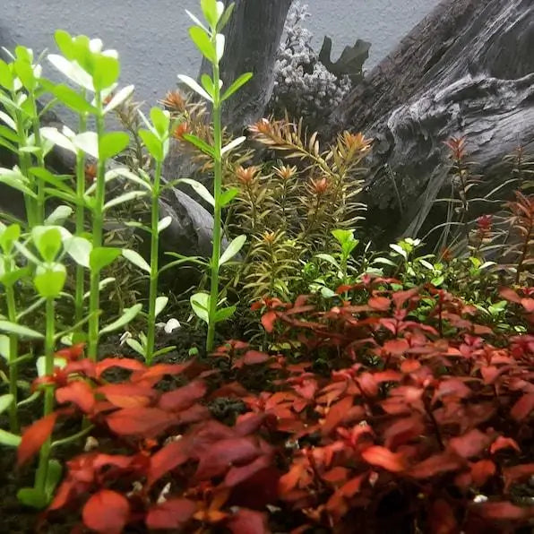 Bacopa Monnieri growing as a background stem plant in a low-tech freshwater aquarium