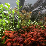 Bacopa Monnieri growing as a background stem plant in a low-tech freshwater aquarium