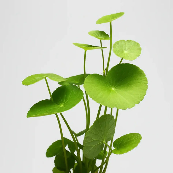 Brazilian Pennywort Hydrocotyle Leucocephala live freshwater aquarium plant from PlantedPro